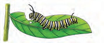 (a) A caterpillar on a green leaf